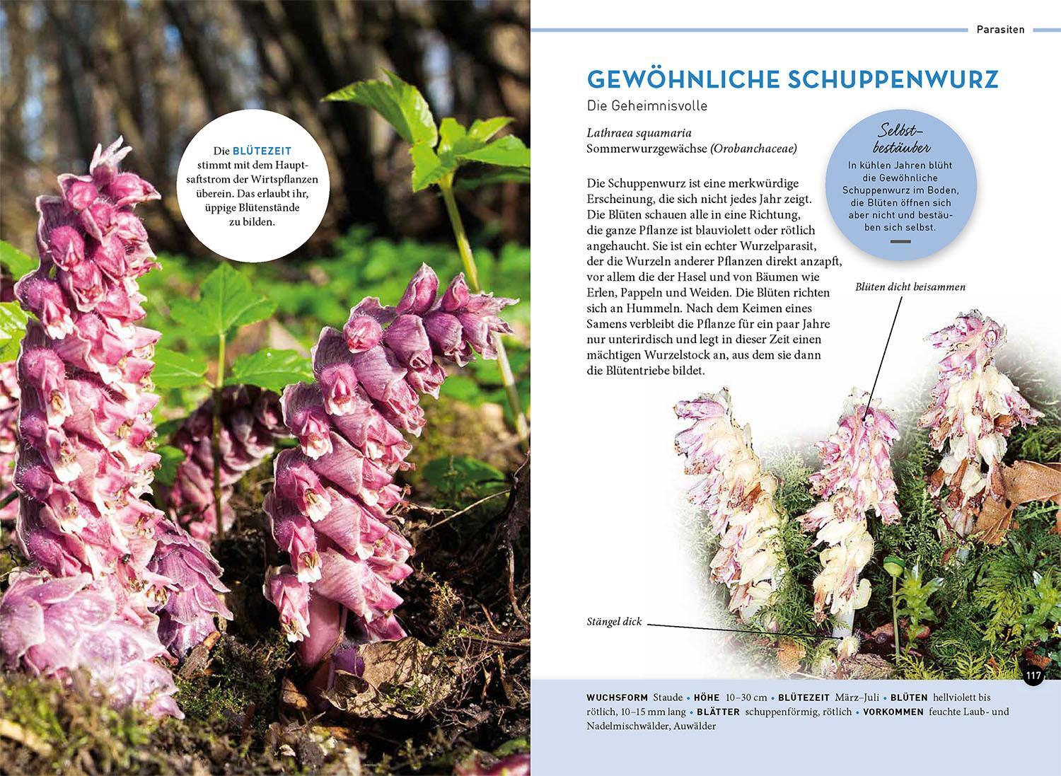 Bild: 9783440175866 | Lieblingsblumen | Ewald Weber | Taschenbuch | 128 S. | Deutsch | 2023