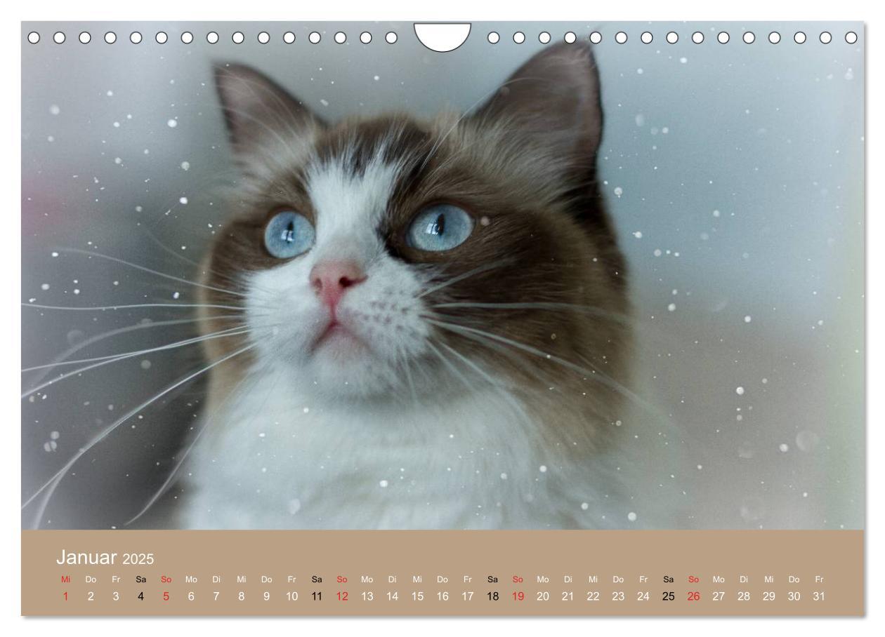 Bild: 9783435492268 | Verliebt in Ragdolls ... die sanfte Katzenrasse (Wandkalender 2025...