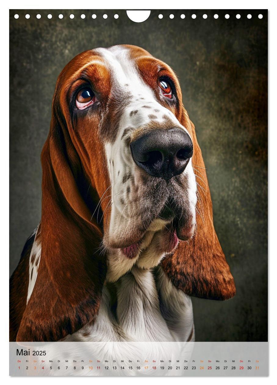 Bild: 9783383779855 | Basset Hound - freundlich und anhänglich (Wandkalender 2025 DIN A4...