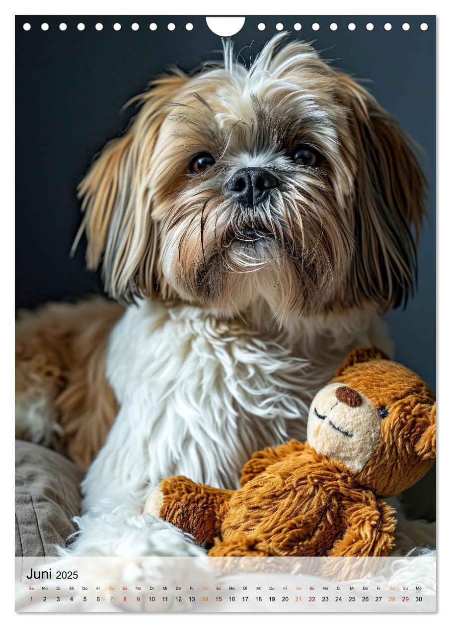 Bild: 9783383765315 | Shih Tzu - immer im Mittelpunkt (Wandkalender 2025 DIN A4 hoch),...