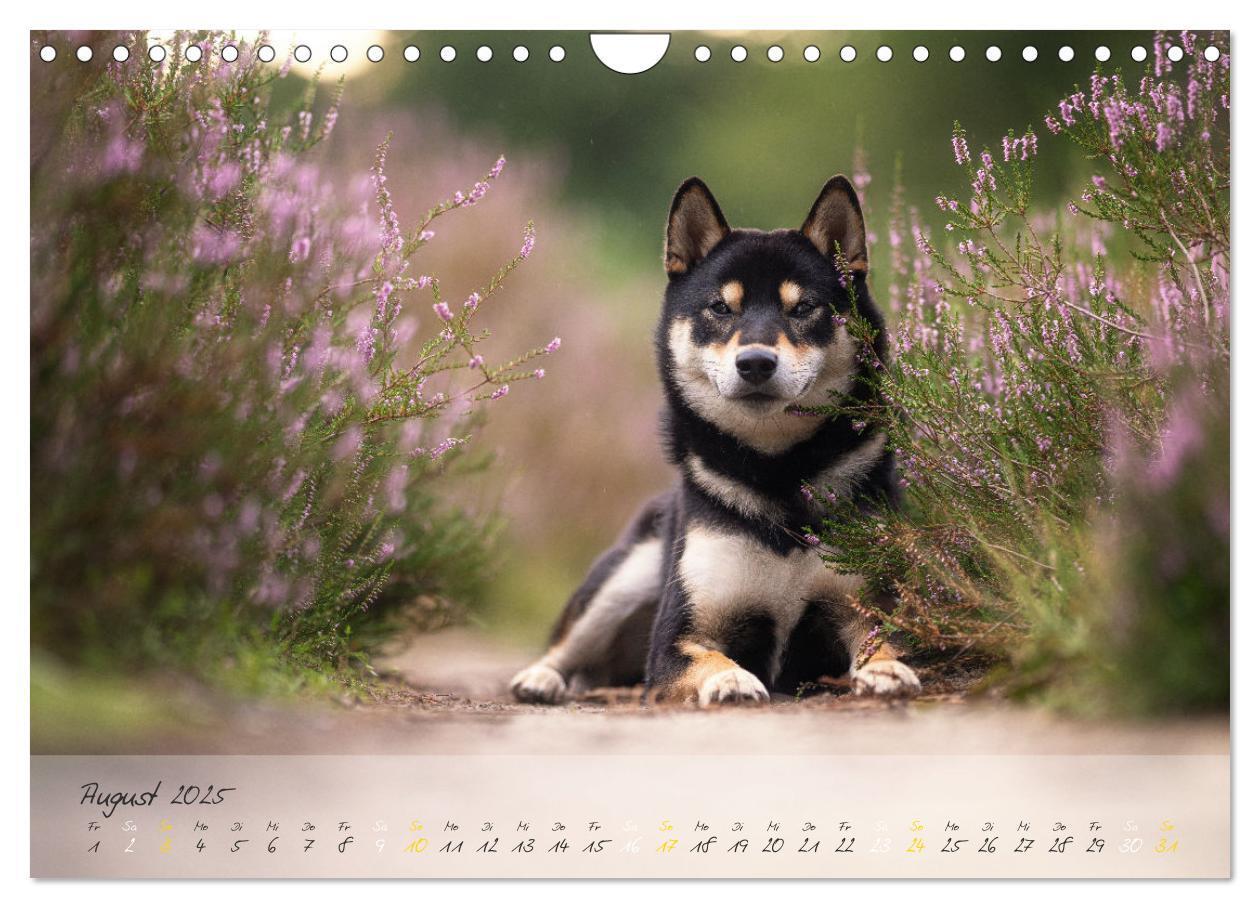 Bild: 9783435051779 | Shiba Inu - mutig, treu, selbstbewusst (Wandkalender 2025 DIN A4...