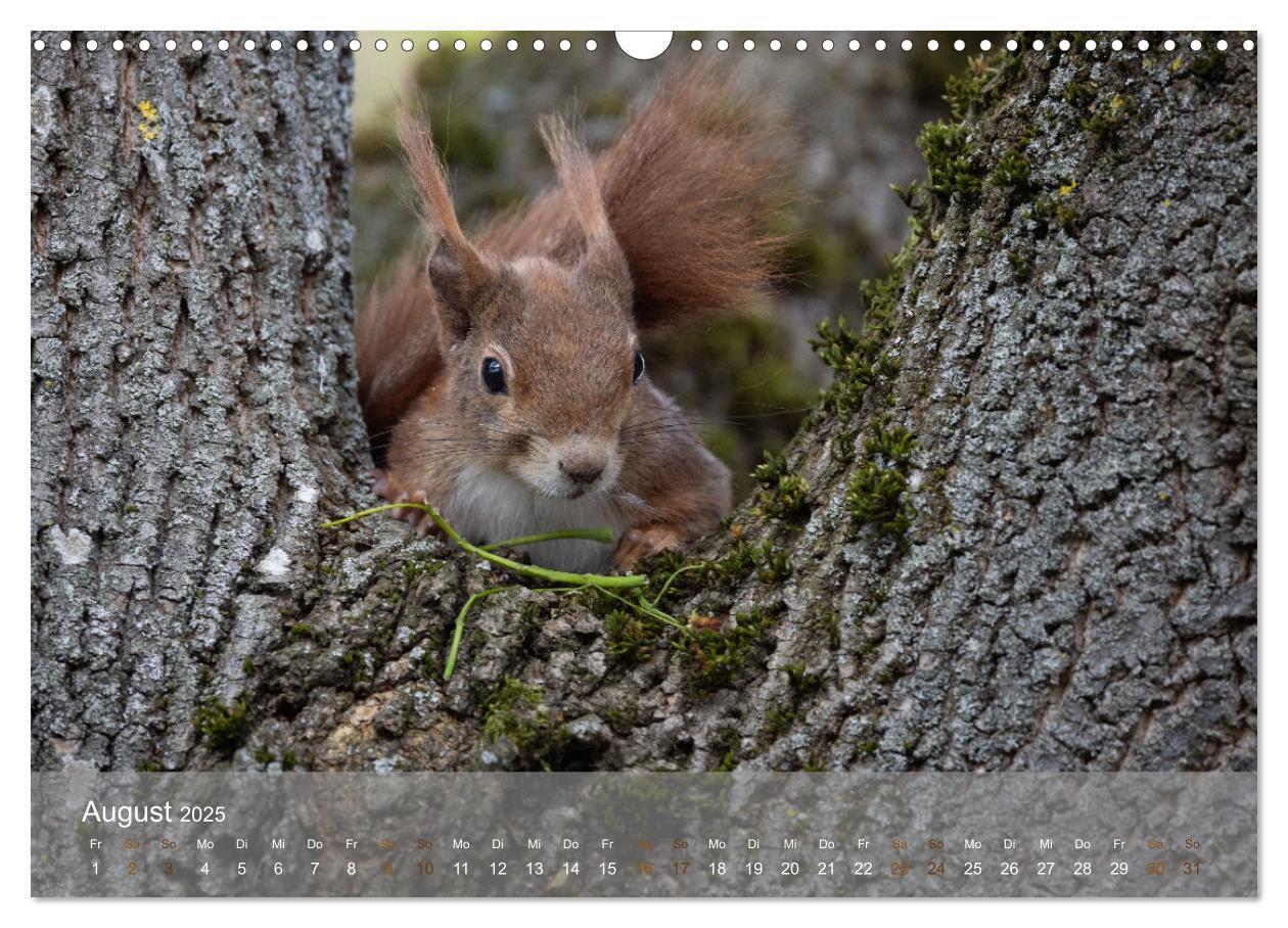 Bild: 9783457177518 | Bezaubernde Eichhörnchen (Wandkalender 2025 DIN A3 quer), CALVENDO...