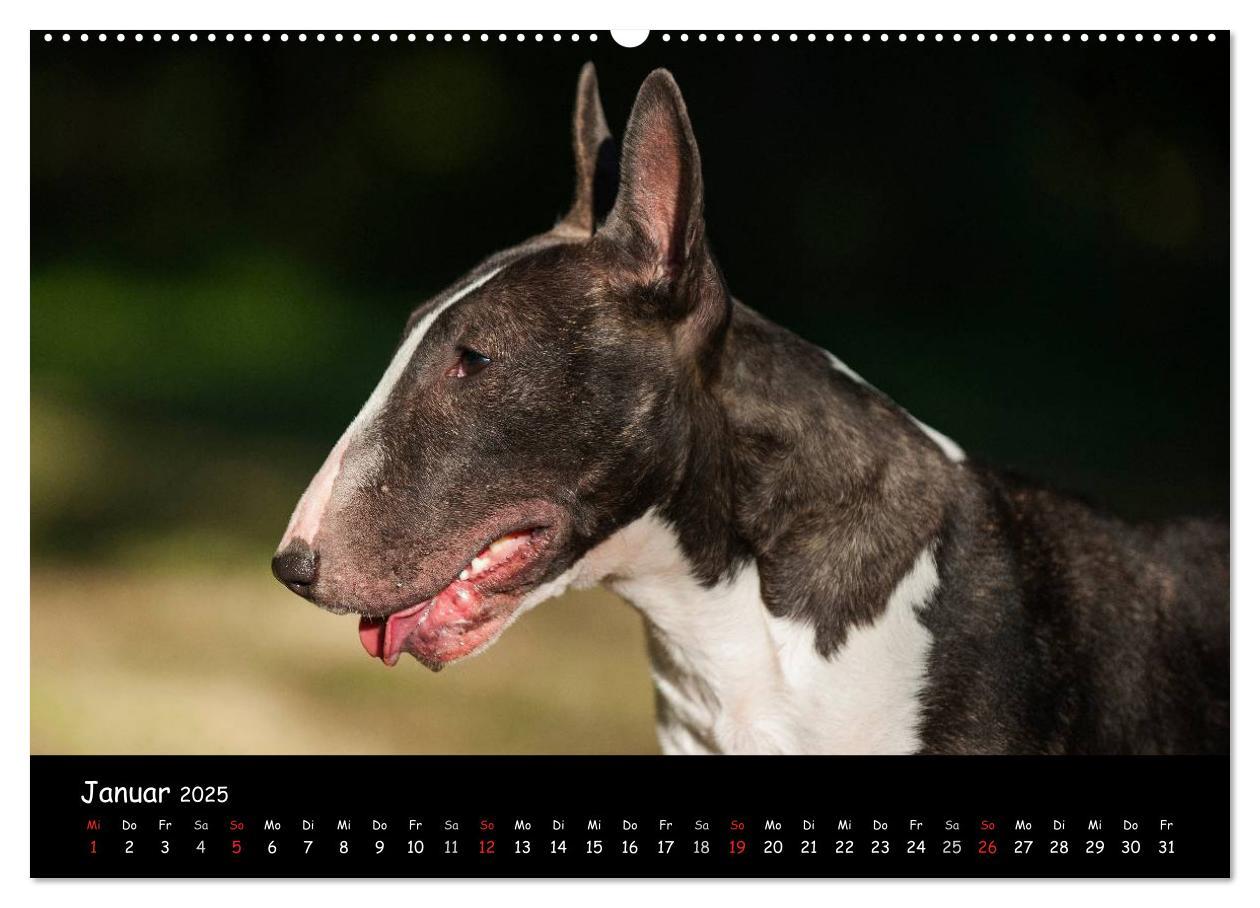 Bild: 9783435768127 | Bullterrier (Wandkalender 2025 DIN A2 quer), CALVENDO Monatskalender