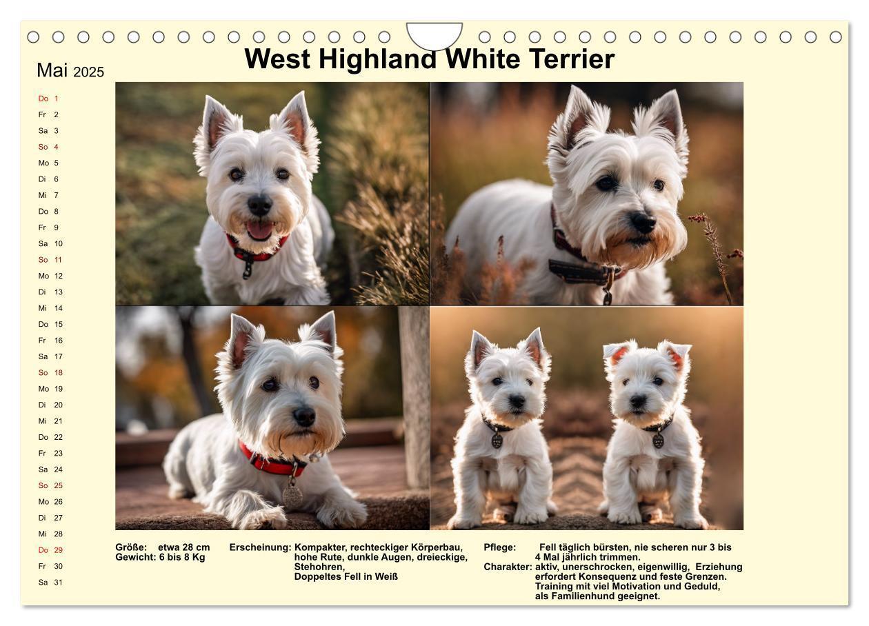 Bild: 9783435347896 | Terrier-Rassen im Portrait (Wandkalender 2025 DIN A4 quer),...