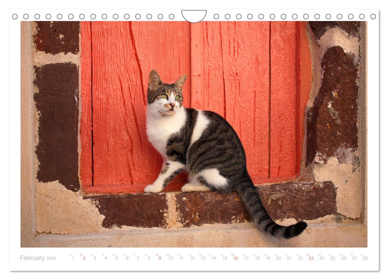 Bild: 9781325837526 | Cats of the Greek Islands (Wall Calendar 2025 DIN A4 landscape),...