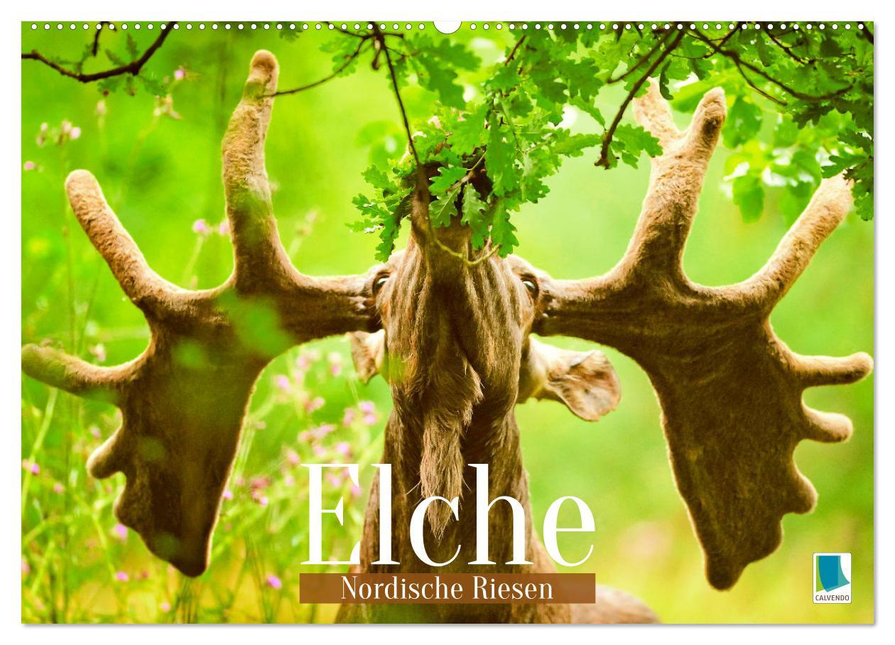 Cover: 9783457161258 | Elche: Nordische Riesen (Wandkalender 2025 DIN A2 quer), CALVENDO...