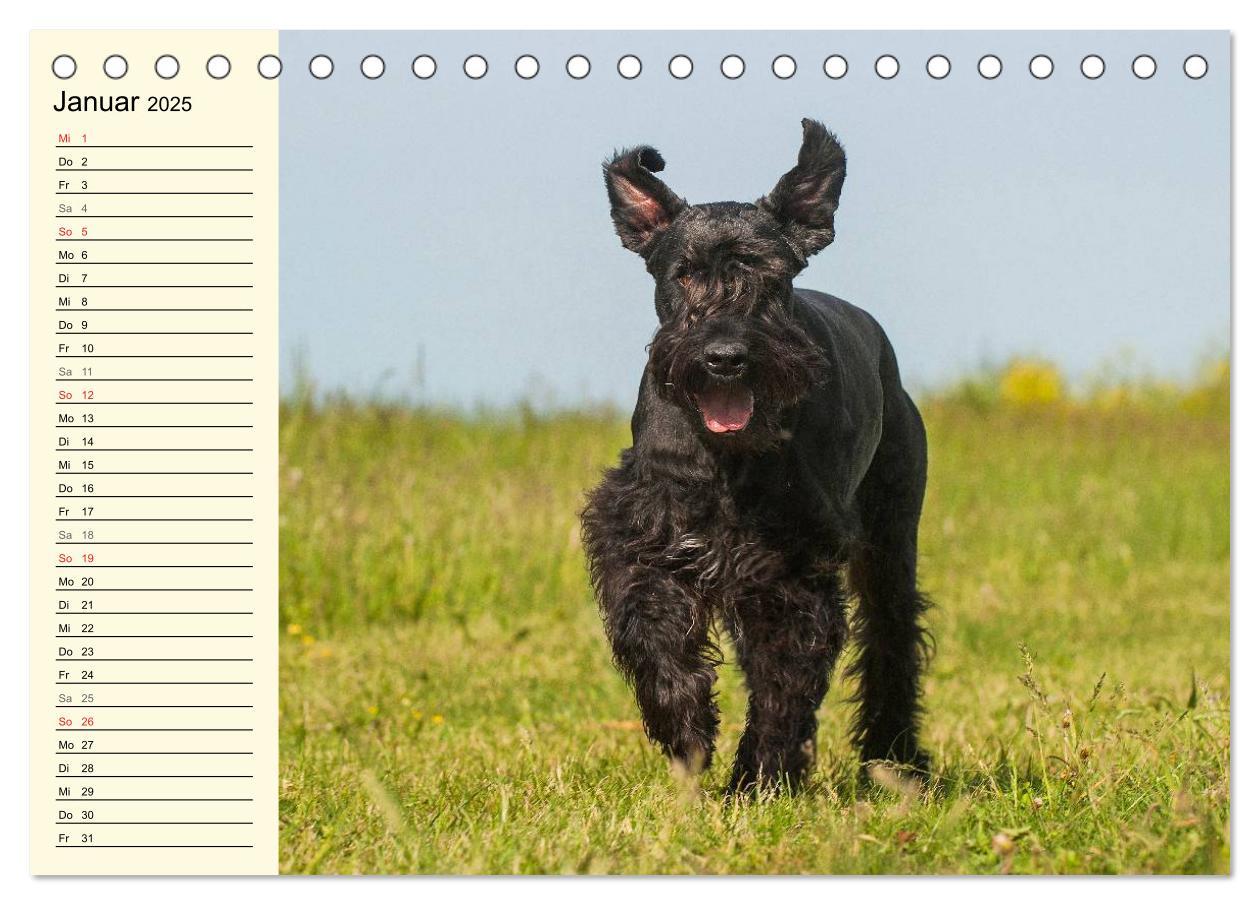 Bild: 9783435544110 | Treuer Freund Riesenschnauzer (Tischkalender 2025 DIN A5 quer),...