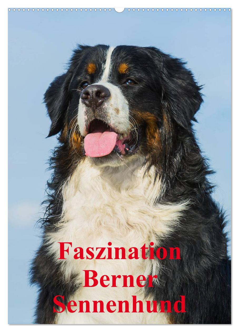 Cover: 9783457055731 | Faszination Berner Sennenhund (Wandkalender 2025 DIN A2 hoch),...