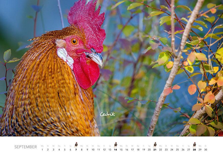 Bild: 9783966648202 | Hühner Kalender 2025 | Der Tierkalender mit den charmanten Namen