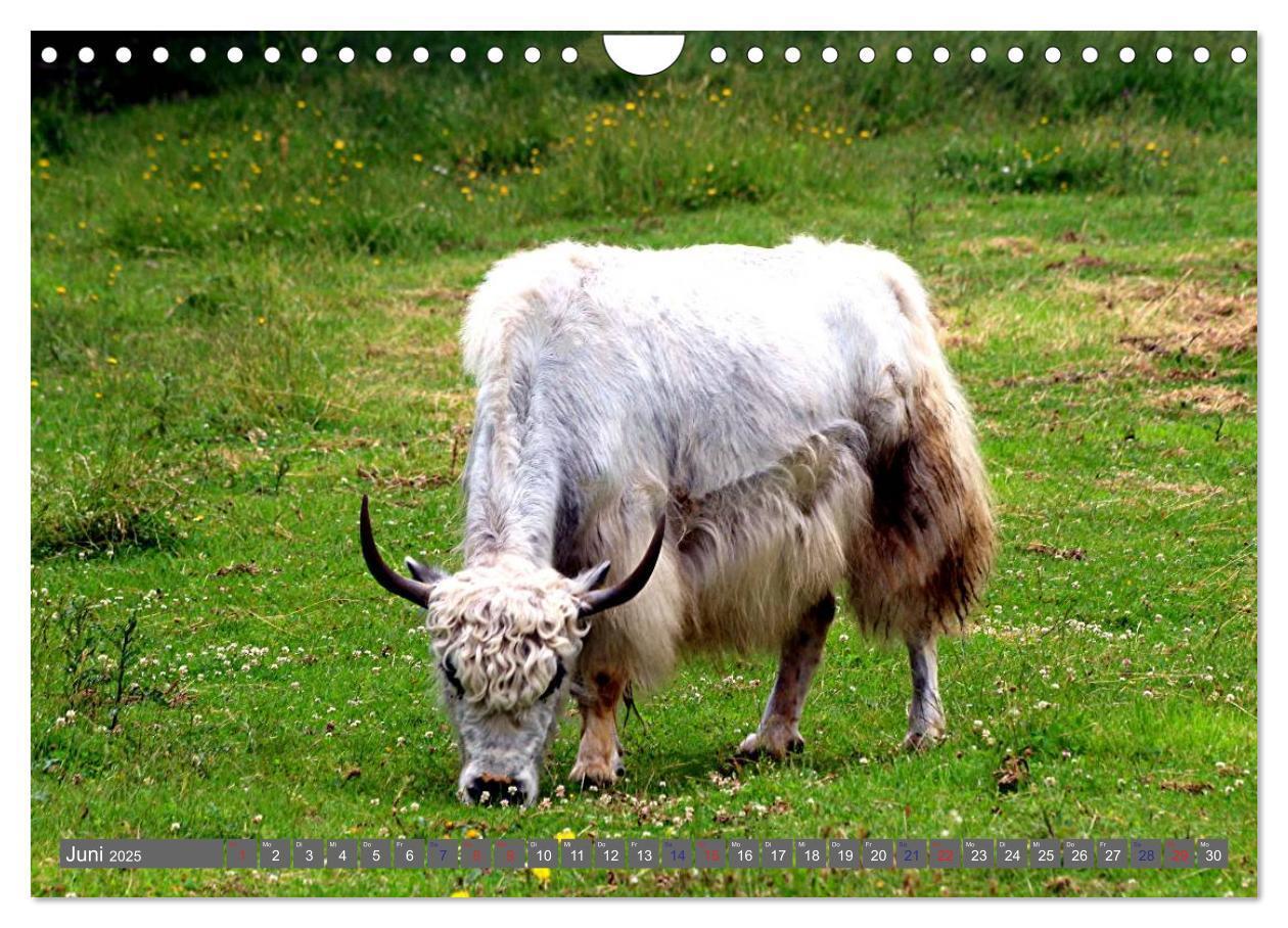 Bild: 9783435655403 | Der Yak (Wandkalender 2025 DIN A4 quer), CALVENDO Monatskalender