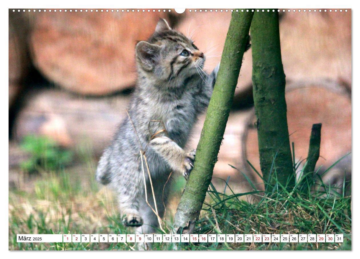 Bild: 9783435413843 | Wildkatzen - Die lautlosen Jäger des Waldes (Wandkalender 2025 DIN...