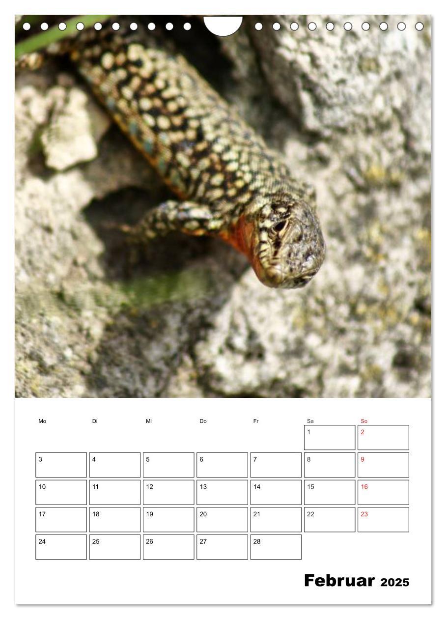 Bild: 9783457017210 | Heimische Wildtiere Terminplaner (Wandkalender 2025 DIN A4 hoch),...