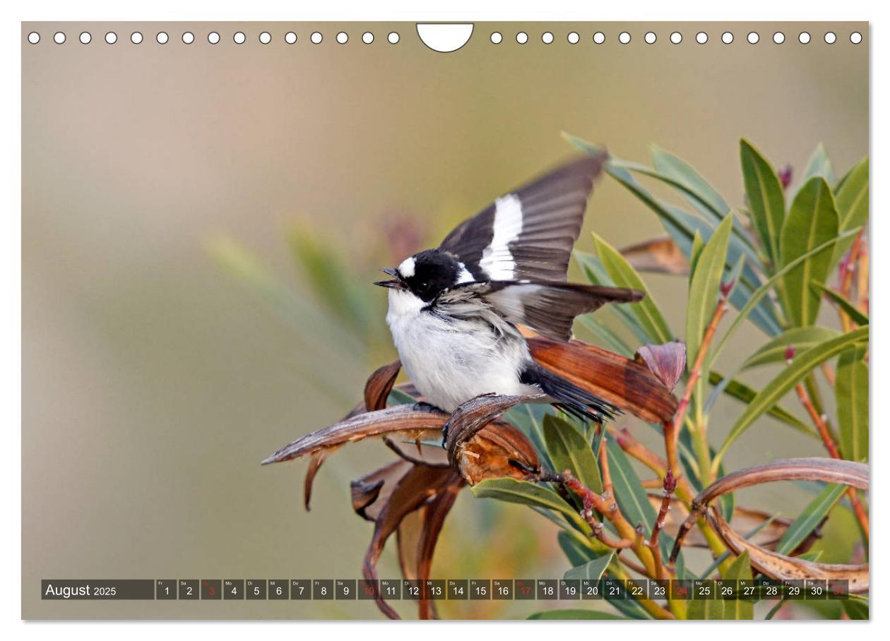 Bild: 9783435193264 | Heimische Singvögel in Feld und Flur (Wandkalender 2025 DIN A4...