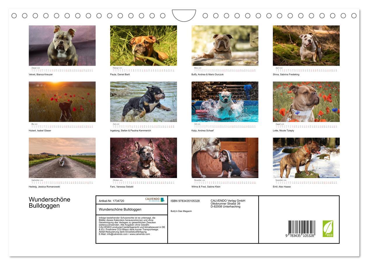 Bild: 9783435105328 | Wunderschöne Bulldoggen (Wandkalender 2025 DIN A4 quer), CALVENDO...