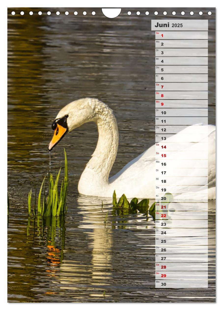 Bild: 9783435864980 | Stolze Schwäne (Wandkalender 2025 DIN A4 hoch), CALVENDO...