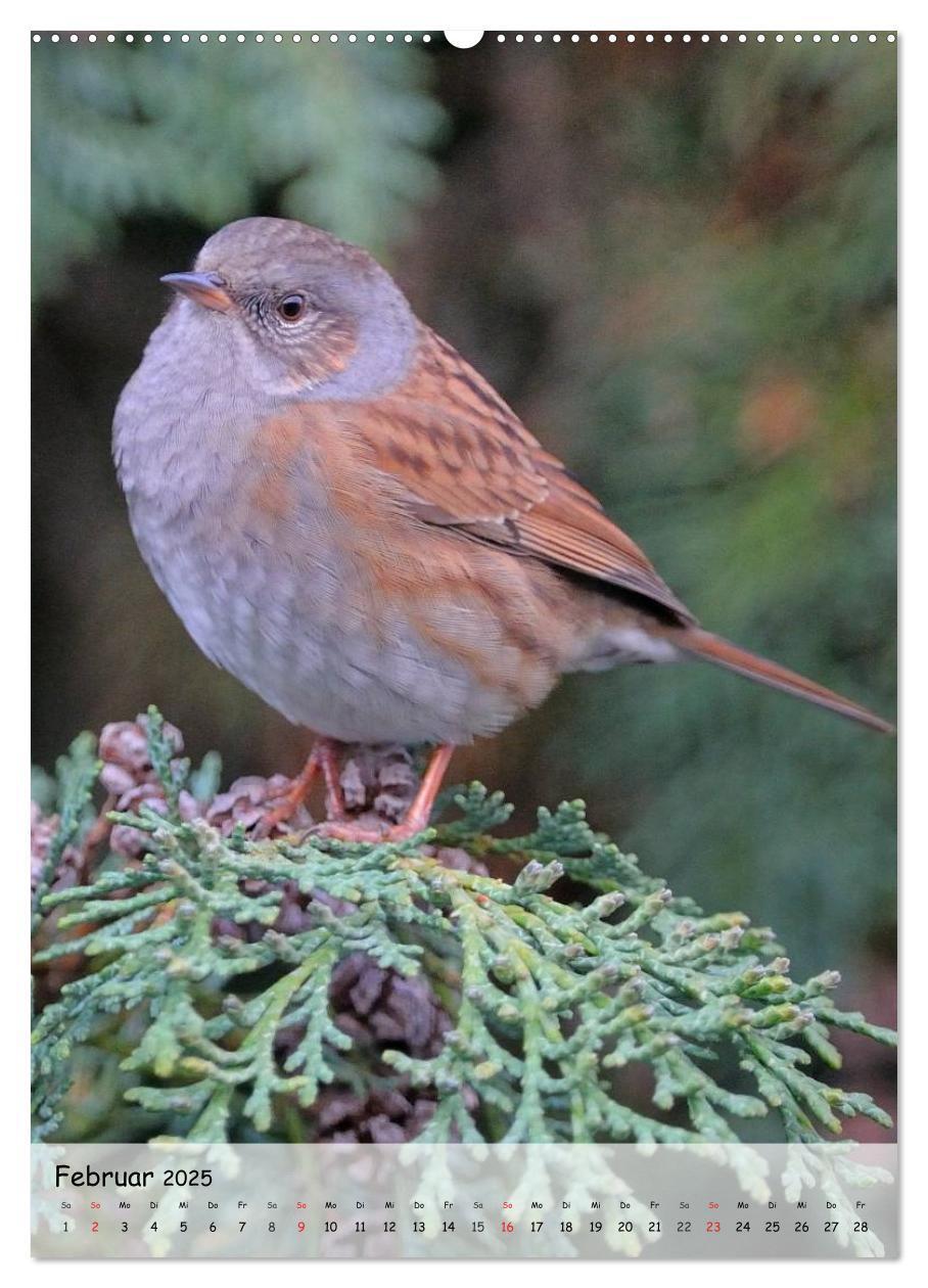 Bild: 9783457042342 | Vögel im heimischen Garten (Wandkalender 2025 DIN A2 hoch),...