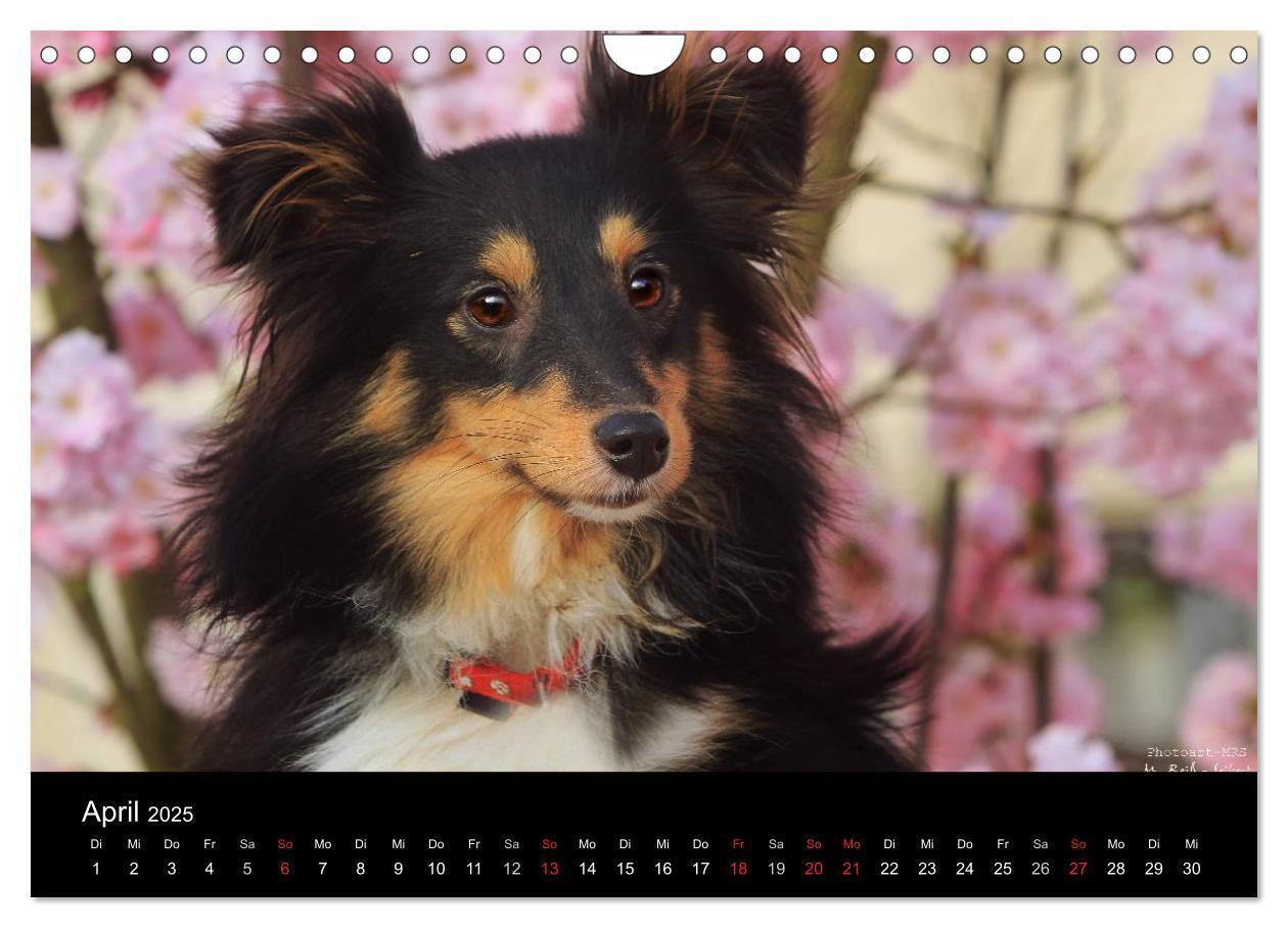 Bild: 9783435752720 | Shelties 2025 (Wandkalender 2025 DIN A4 quer), CALVENDO Monatskalender