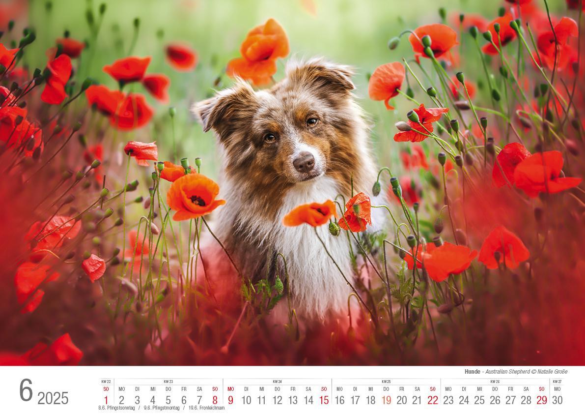 Bild: 9783965352346 | Hunde 2025 Bildkalender A3 quer - Natalie Große | Holger Klaes | 2025