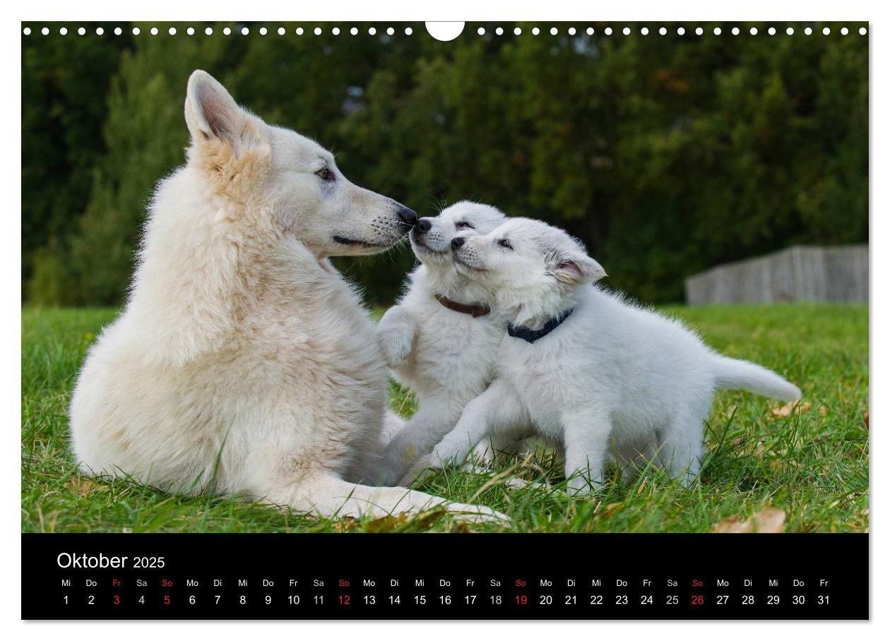 Bild: 9783435759262 | Weißer Schweizer Schäferhund - Ein Tag im Leben einer Hundefamilie...