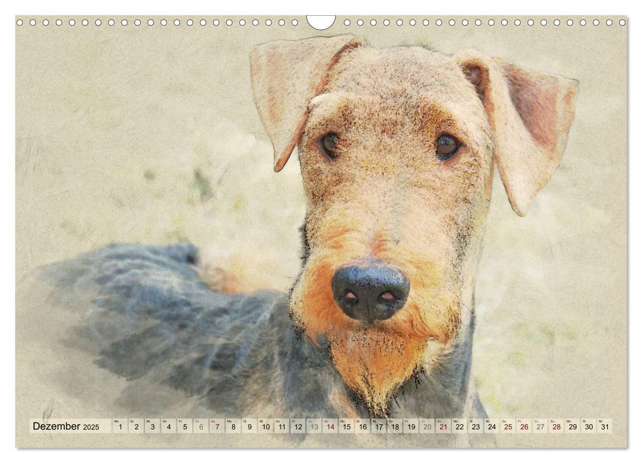 Bild: 9783435627264 | Airedale Terrier 2025 (Wandkalender 2025 DIN A3 quer), CALVENDO...