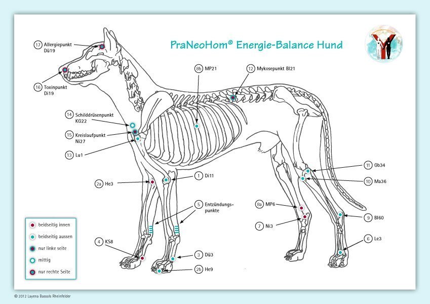 Cover: 9783940089090 | Akupunktur-Tafel Hund | PraNeoHom® Energie-Balance Hund | Rheinfelder