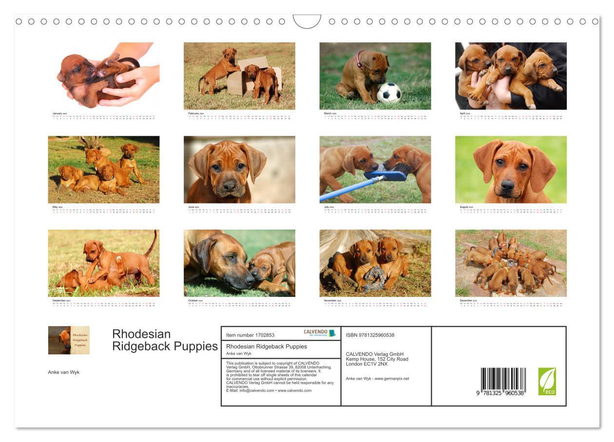 Bild: 9781325960538 | Rhodesian Ridgeback Puppies (Wall Calendar 2025 DIN A3 landscape),...