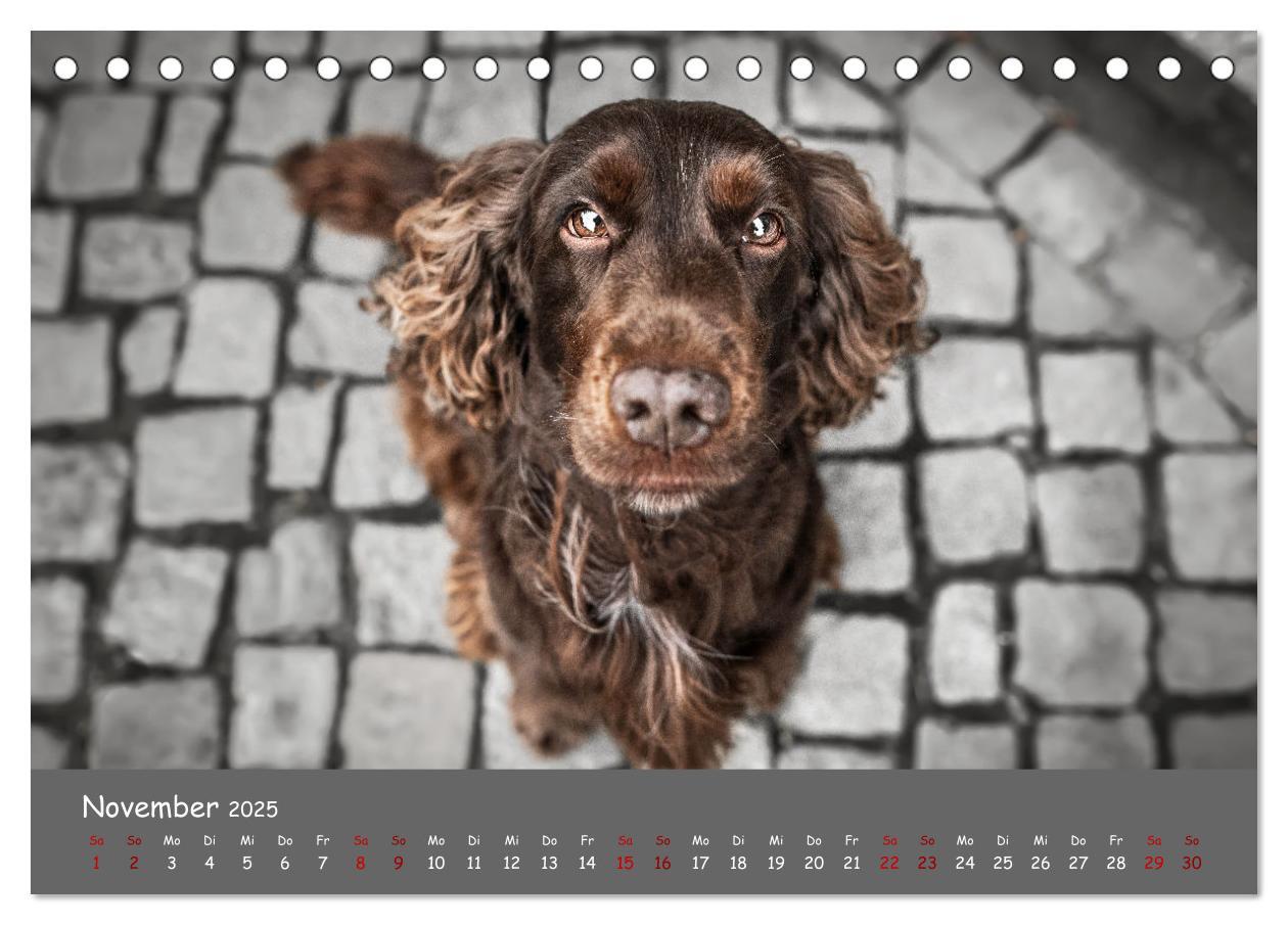 Bild: 9783383951633 | Englischer Cocker Spaniel (Tischkalender 2025 DIN A5 quer),...