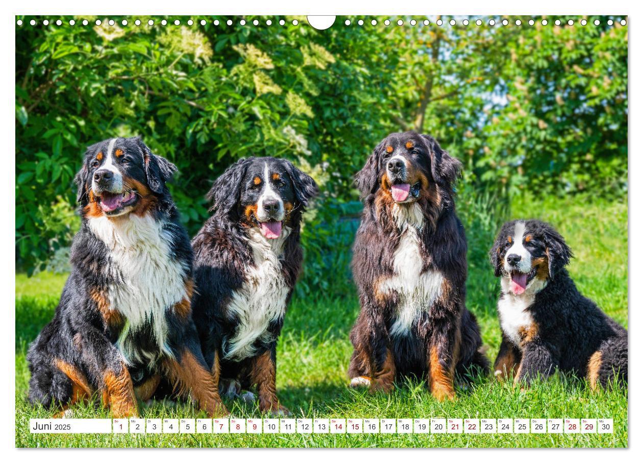 Bild: 9783383847561 | Berner Sennenhund - Ein Freund auf vier Pfoten (Wandkalender 2025...