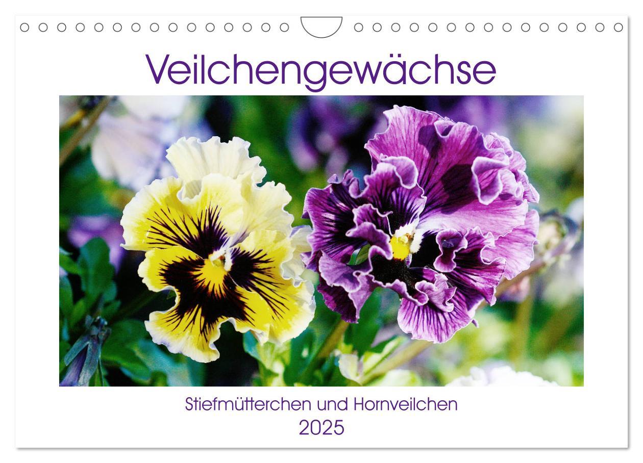 Cover: 9783435334612 | Veilchengewächse - Stiefmütterchen und Hornveilchen (Wandkalender...