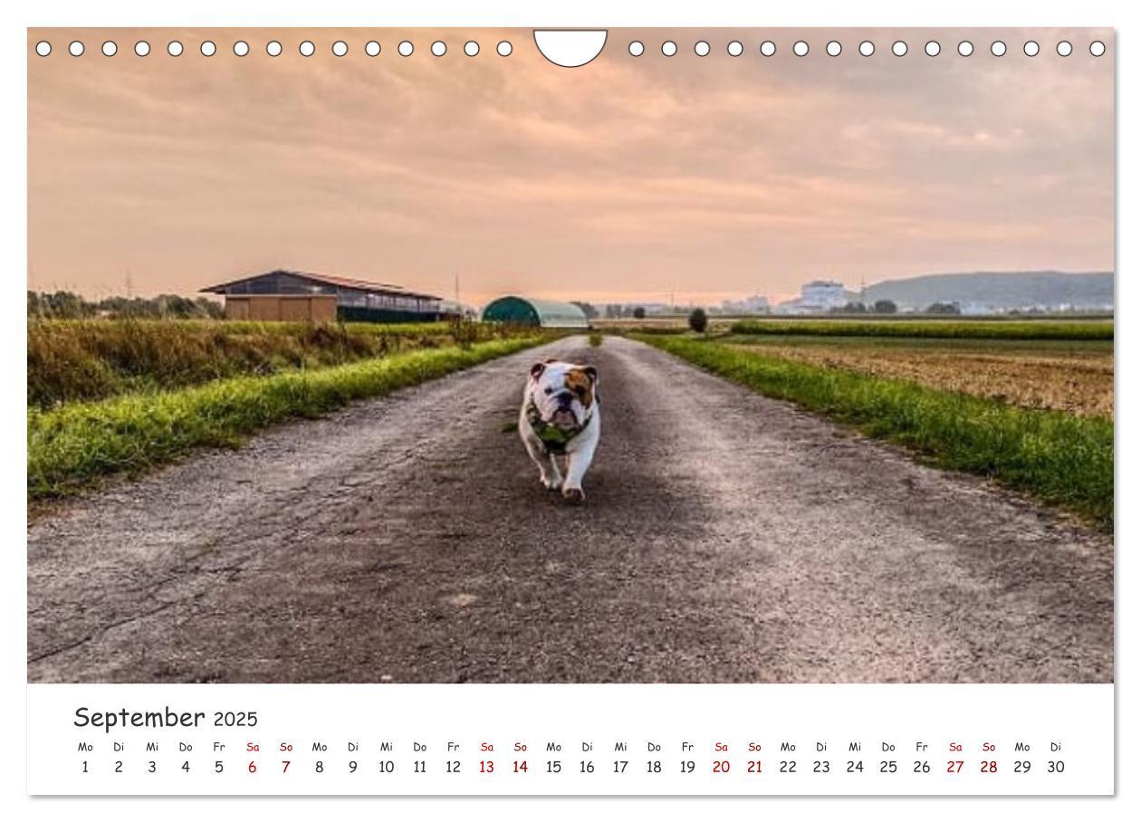 Bild: 9783435105328 | Wunderschöne Bulldoggen (Wandkalender 2025 DIN A4 quer), CALVENDO...