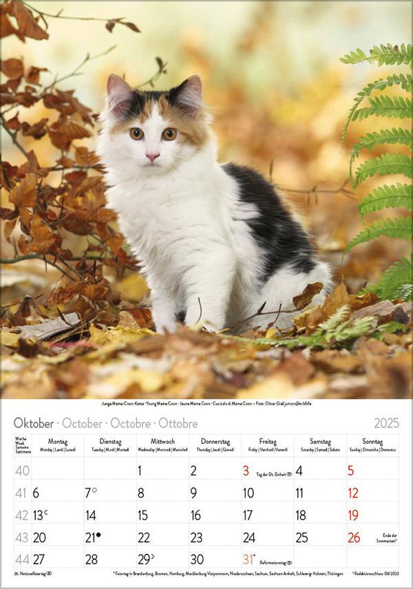 Bild: 9783731876168 | Katzen 2025 | Verlag Korsch | Kalender | Spiralbindung | 13 S. | 2025