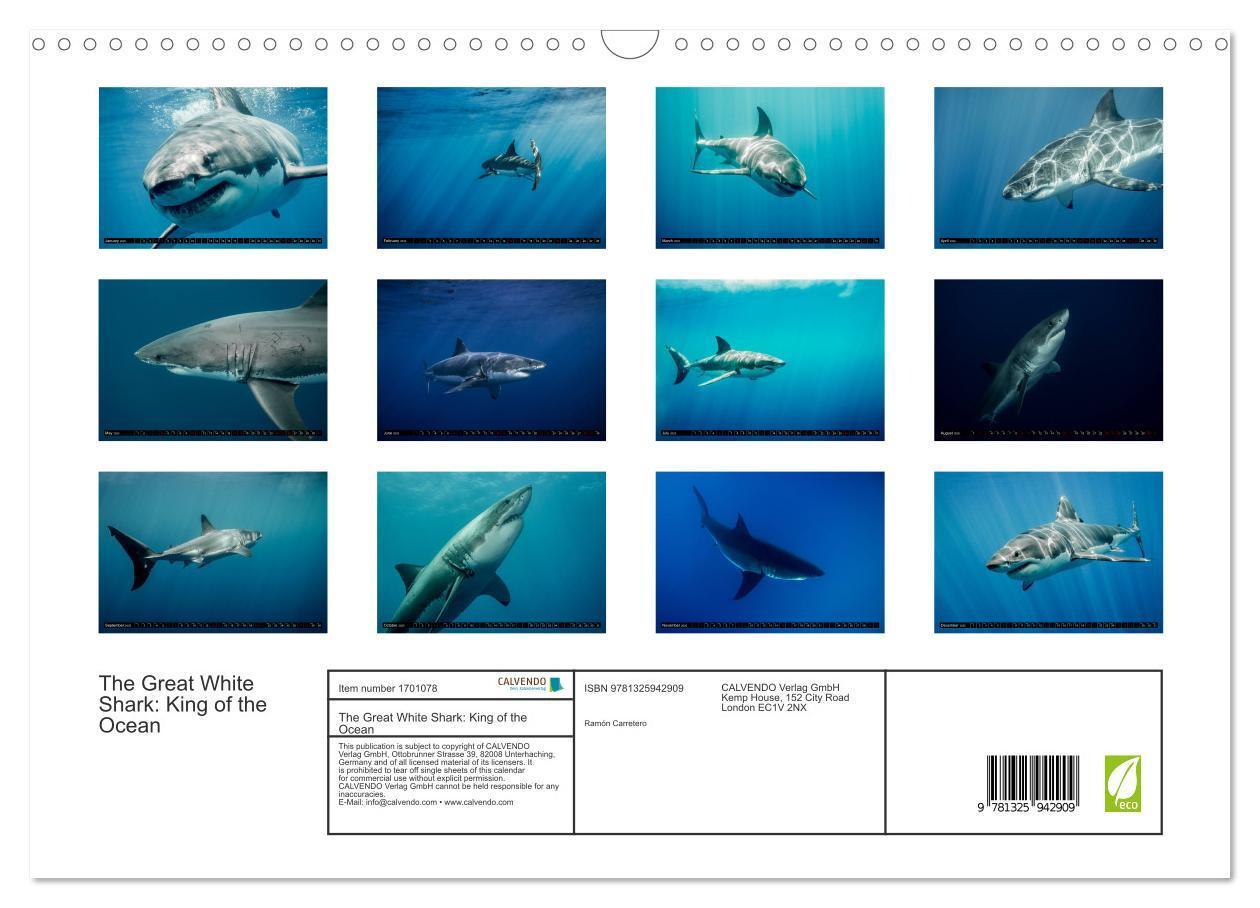 Bild: 9781325942909 | The Great White Shark: King of the Ocean (Wall Calendar 2025 DIN A3...