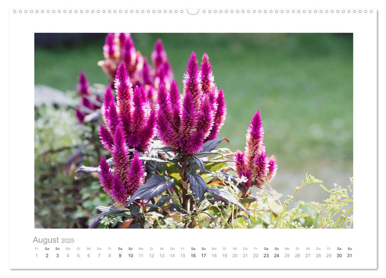 Bild: 9783435458035 | Blumen zart und schön (Wandkalender 2025 DIN A2 quer), CALVENDO...