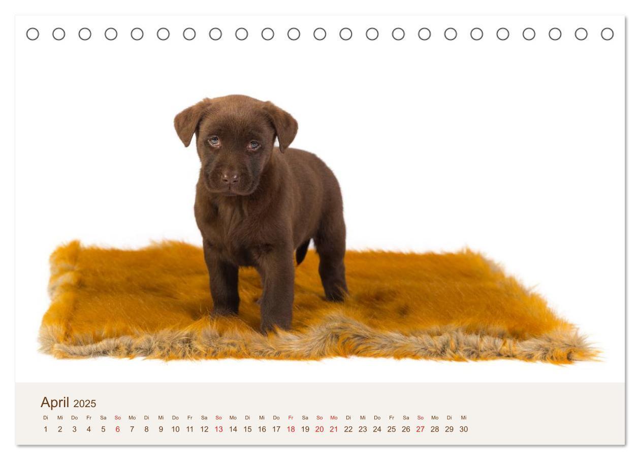 Bild: 9783435616152 | Labrador - Welpen (Tischkalender 2025 DIN A5 quer), CALVENDO...