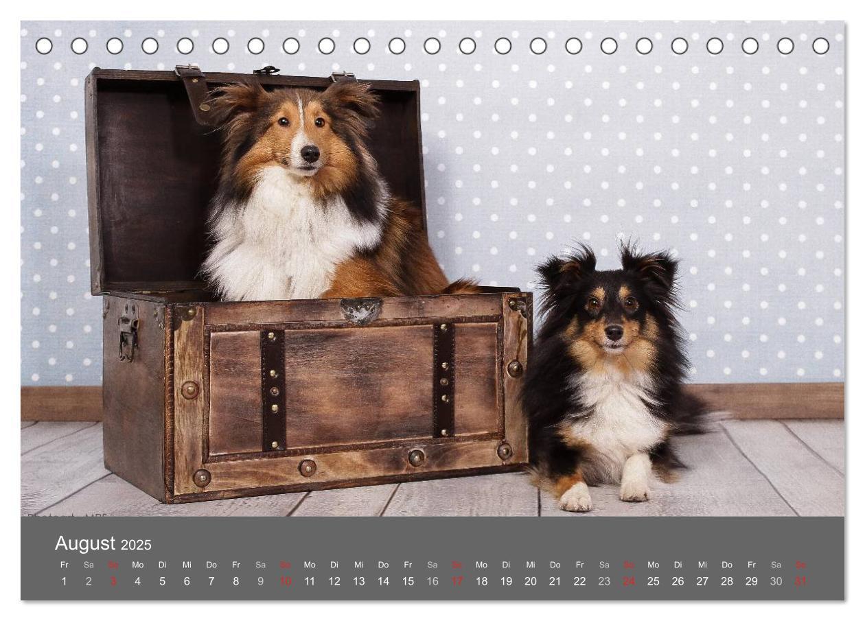 Bild: 9783435709786 | Shelties : Charmeure auf 4 Pfoten (Tischkalender 2025 DIN A5 quer),...