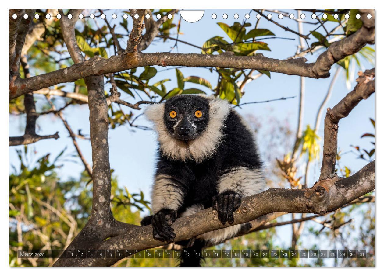 Bild: 9783435282876 | Tierisches Madagaskar (Wandkalender 2025 DIN A4 quer), CALVENDO...