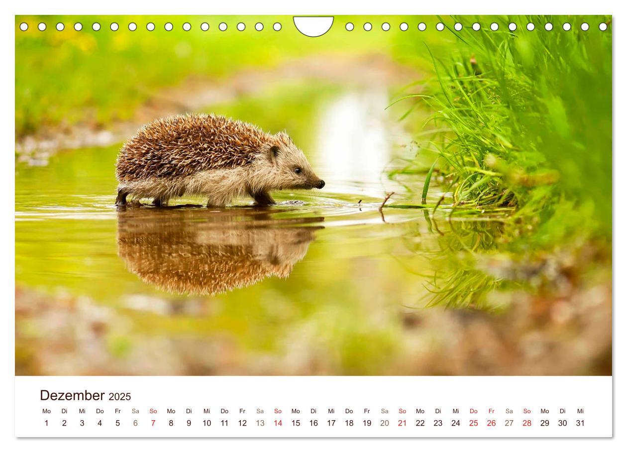 Bild: 9783435473052 | Igel 2025. Tierische Impressionen (Wandkalender 2025 DIN A4 quer),...