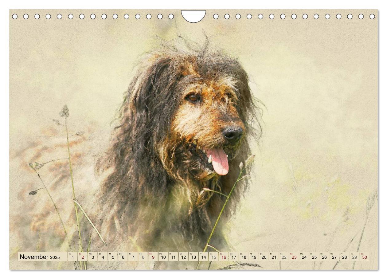 Bild: 9783435706655 | Altdeutsche Hütehunde 2025 (Wandkalender 2025 DIN A4 quer),...