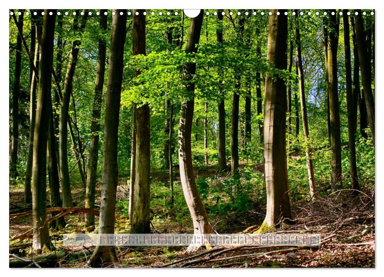 Bild: 9783435460014 | Wald im Bergischen Land 2025 (Wandkalender 2025 DIN A3 quer),...