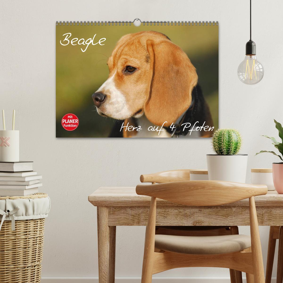 Bild: 9783435541287 | Beagle - Herz auf 4 Pfoten (Wandkalender 2025 DIN A3 quer),...