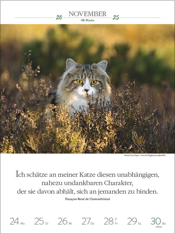 Bild: 9783731877226 | Literaturkalender Katzen 2025 | Korsch Verlag | Kalender | 54 S.