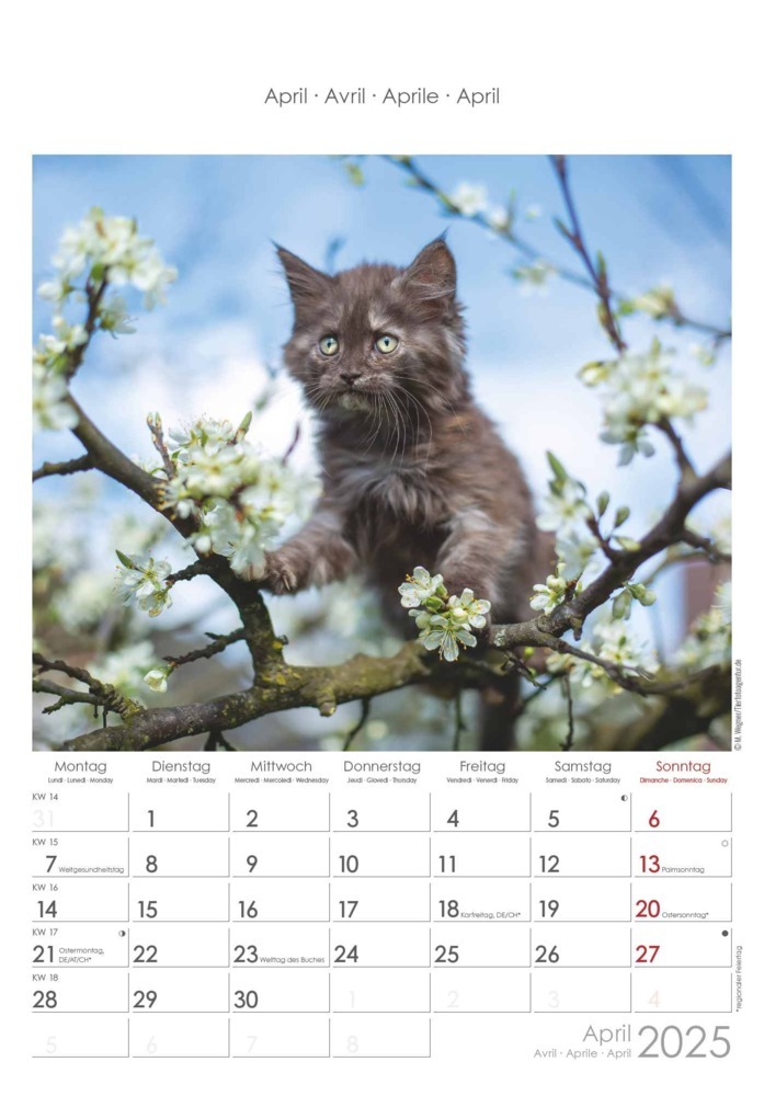 Bild: 4251732341015 | Alpha Edition - Katzen 2025 Bildkalender, 23,7x34cm, Wandkalender...