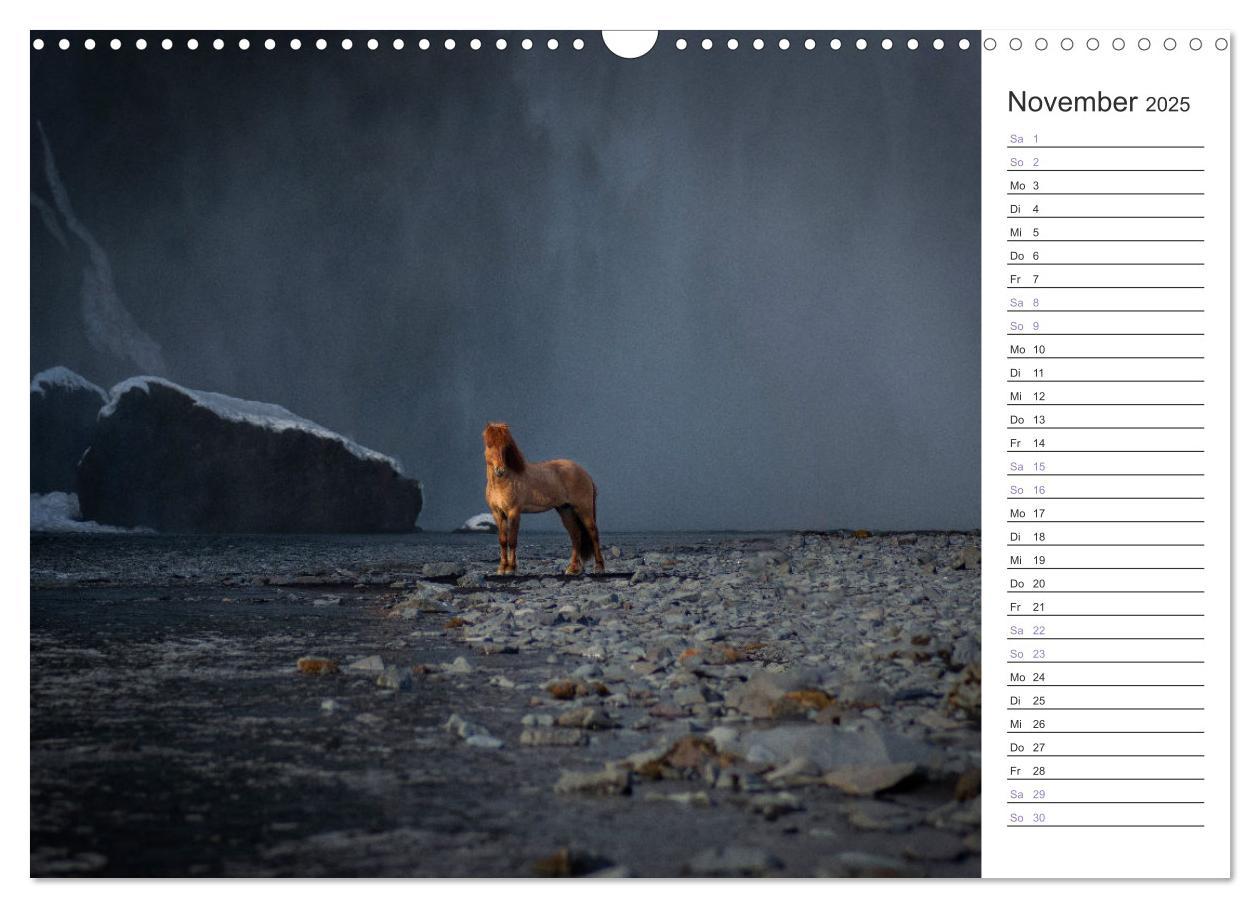 Bild: 9783383934032 | Islandpferde Kalender (Wandkalender 2025 DIN A3 quer), CALVENDO...