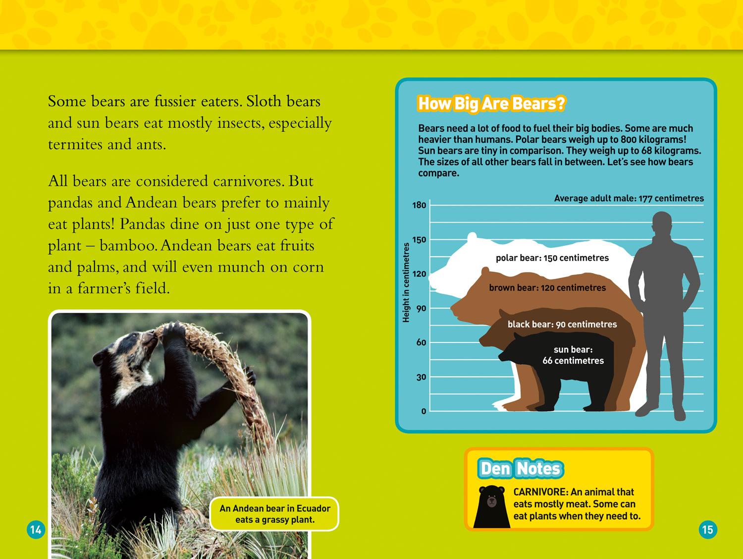 Bild: 9780008266875 | Bears | Level 4 | Elizabeth Carney (u. a.) | Taschenbuch | Englisch