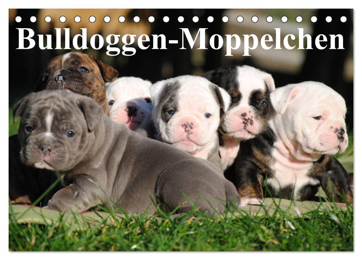 Cover: 9783435533497 | Bulldoggen-Moppelchen (Tischkalender 2025 DIN A5 quer), CALVENDO...