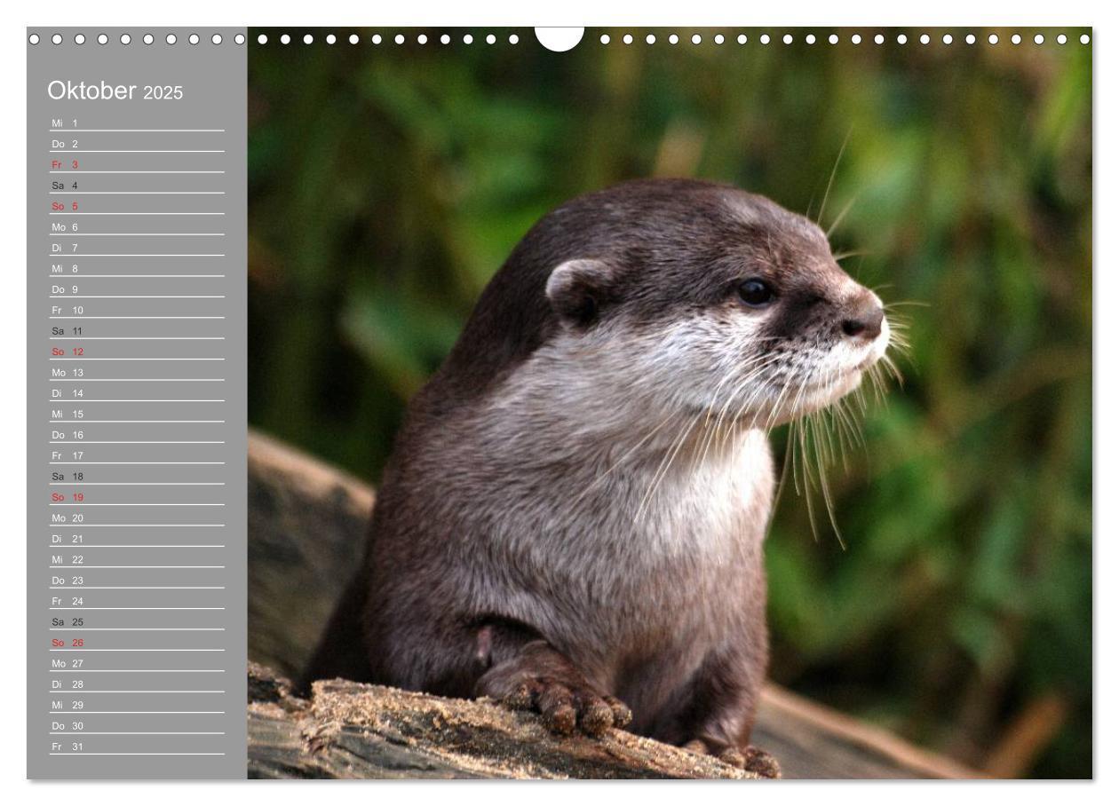 Bild: 9783435549467 | Otter. Frech, laut und clever (Wandkalender 2025 DIN A3 quer),...