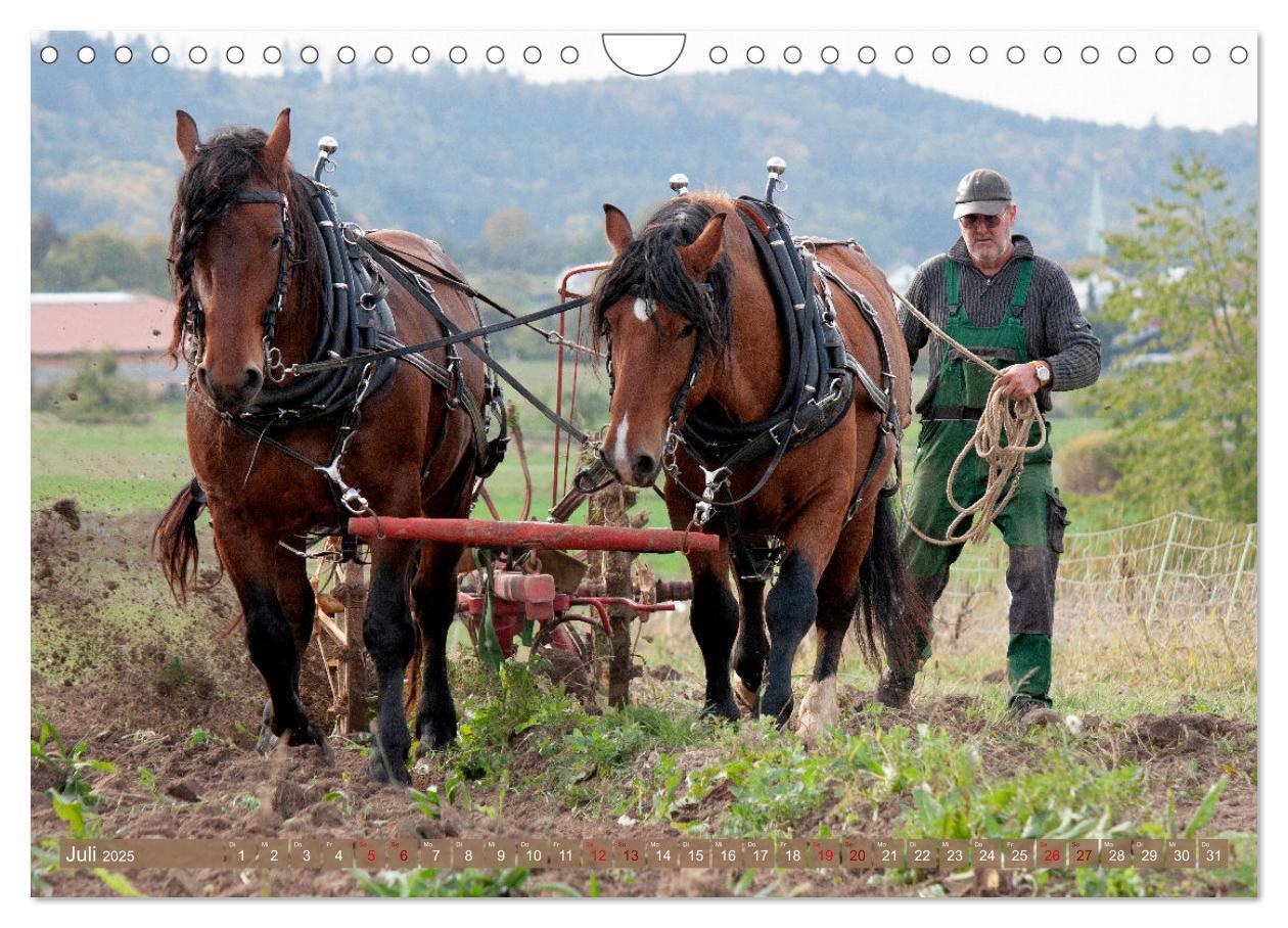 Bild: 9783435096435 | Zugpferde bei der Feldarbeit (Wandkalender 2025 DIN A4 quer),...