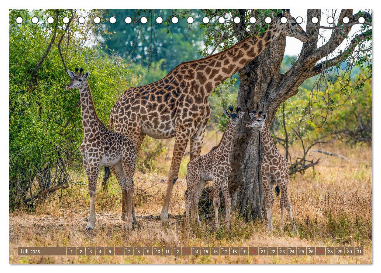 Bild: 9783435312283 | Wildlife Sambia (Tischkalender 2025 DIN A5 quer), CALVENDO...