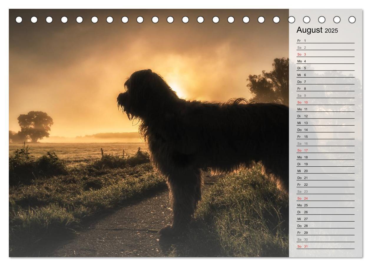 Bild: 9783435468775 | Der Briard 2025 - Ein echter Charmeur (Tischkalender 2025 DIN A5...