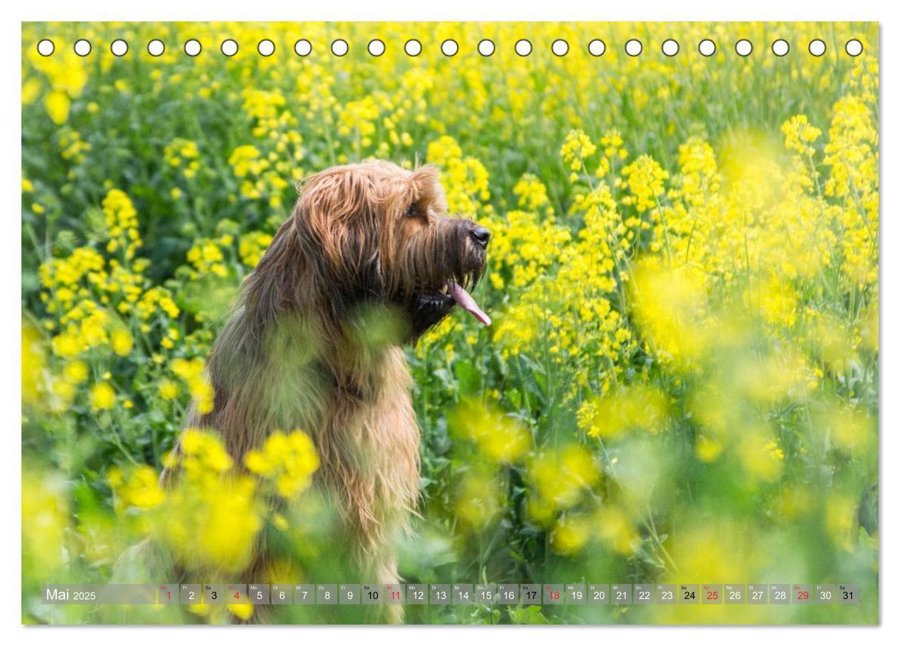 Bild: 9783435625949 | Briards - sanfte Riesen mit Temperament (Tischkalender 2025 DIN A5...